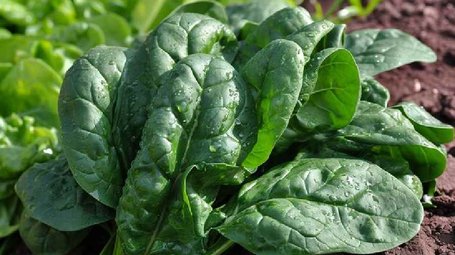 তাজা স্পিনাচ – মাসল ও হাড়ের জন্য উপকারী